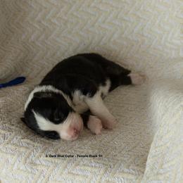Puppy 3 Dark Blue - Black tri-color female Australian Shepherd puppy in Avoca, Iowa from Danker Farms