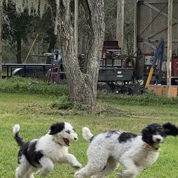 Sheepadoodle Puppies from Roughneck Doodles
