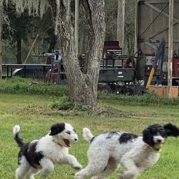 Sheepadoodle Puppies from Roughneck Doodles