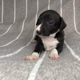 Olive - White and black female Italian Greyhound puppy in Haywood, Kentucky from Kentucky Greyhounds