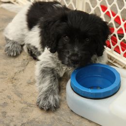 Schapendoes Puppies from Dream Star Schapendoes