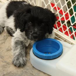 Schapendoes Puppies from Dream Star Schapendoes