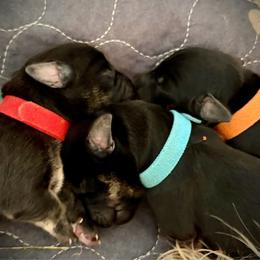 Boy 5 - Gray male Cesky Terrier puppy in New Glarus, Wisconsin from Johnwicki Ceskys