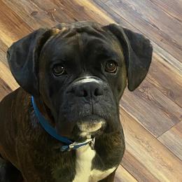 Sumo - Boxer