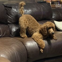 Boy 3 - Red  Poodle puppy in Townville, South Carolina from GingerLane Poodles