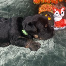 Big Snacks - Black and tan female Yorkshire Terrier puppy in Crandall, Texas from Dee’s pretty puppies