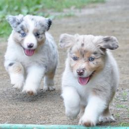 Miniature Australian Shepherds from Lakeside Aussies