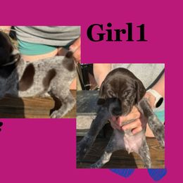 Girl 1 - Liver roan German Shorthaired Pointer puppy in Indiana from Jericho Hills GSP’s