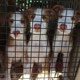 Ibizan Hound Puppies from L-Wynd / DavaL-Wynd Ibizans
