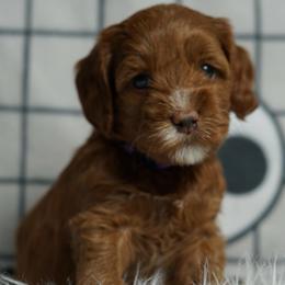 Minnie - Red female Australian Labradoodle puppy in Fontana, California from Glory Labradoodle’s