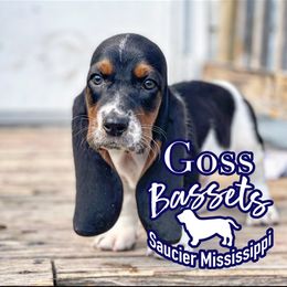 Basset Hound Puppies from Goss Bassets