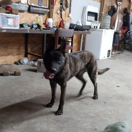 Hunter - Dutch Shepherd