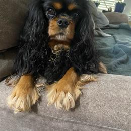 Lilly - Cavalier King Charles Spaniel