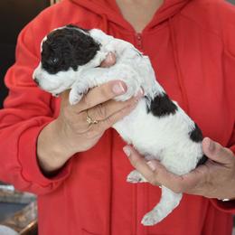 Boy 2 - White and brown male Spanish Water Dog puppy in Kennewick, Washington from Kennel Rio Columbia