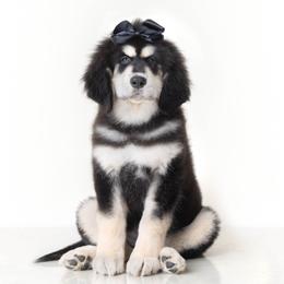 Black Bow Girl - Daisy - Black and tan female Tibetan Mastiff puppy in Wheaton, Illinois from Adynasty Tibetan Mastiffs