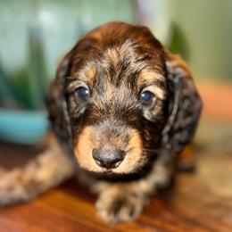 AKC Slinky - Dapple male Dachshund puppy in Knoxville, Tennessee from Thea's Puppies