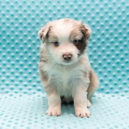 Bowie - Blue Collar - Red merle male Miniature Australian Shepherd puppy in Lacombe, Louisiana from Indigo River Aussies