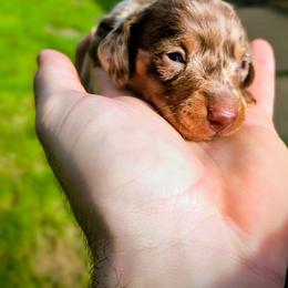 Simba - Dapple male Dachshund puppy in Jackson, Tennessee from BlackPine Kennels