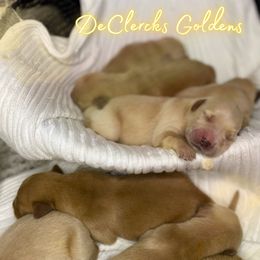 Golden Retriever Puppies from DeClercks Goldens