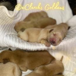 Golden Retriever Puppies from DeClercks Goldens