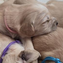 Golden Retrievers from Goldens of Northern Virginia