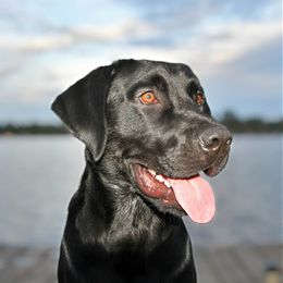 Teddy - Labrador Retriever