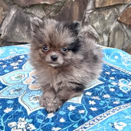 Female - Blue merle female Pomeranian puppy in Munford, Alabama from The Pom Patch