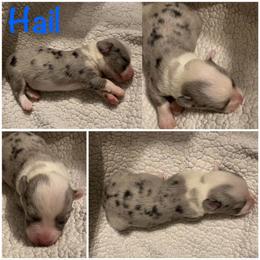 Hail - Blue merle and white male Cardigan Welsh Corgi puppy in Box Elder, South Dakota from BELieve Cardigan Welsh Corgis