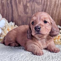 Hallie - Red female Dachshund puppy in Dothan, Alabama from Little House Pups