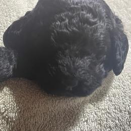Blue striped collar - Black female Labradoodle puppy in Mc Cook, Nebraska from Powers Doodles