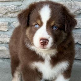 Birdie - Red tri female Miniature Australian Shepherd puppy in Cunningham, Tennessee from Copper Creek Aussies