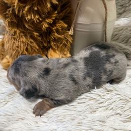 Hannie - Dapple female Dachshund puppy in Gerber, California from Red Dirt Doxies
