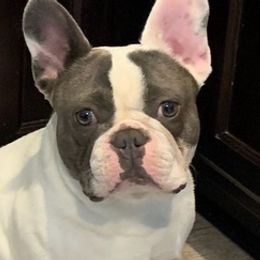 French Bulldogs from Danny's Frenchies