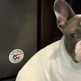 French Bulldogs from Danny's Frenchies