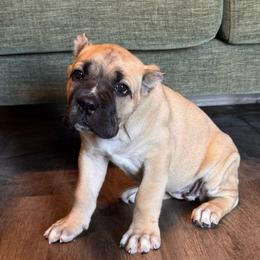 Bonnie - Fawn female Cane Corso puppy in Compton, California from Urban League Cane Corso