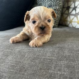 Shih Tzu Puppies from Jenny's Shih Tzus