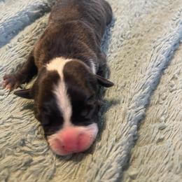 Girl 3 - Black female American Pit Bull Terrier puppy in Lakewood, Washington from Perrault Kennels