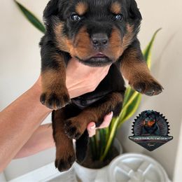 Rottweiler Puppies from Von Der Hing Rottweilers