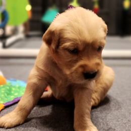 Girl 3 - female Golden Retriever puppy in North Logan, Utah from Twin Canyon Retrievers