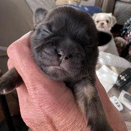 Lance - Brindle male Shih Tzu puppy in Buffalo, New York from Irish Eyes ShihTzu