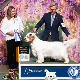 Carla - Clumber Spaniel
