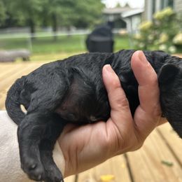 Panther - Black male Goldendoodle puppy in Jackson, Michigan from Surrey Lane Doodles