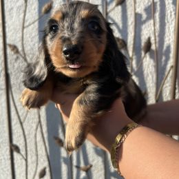 Chunky Monkey - Dapple male Dachshund puppy in Chino Hills, California from Wooofyland LLC