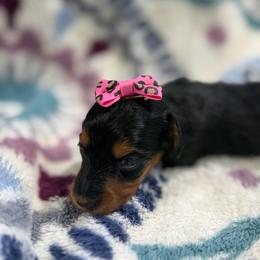 Amy(AKC) - Black and tan female Dachshund puppy in Mansfield, Missouri from Owens Farm