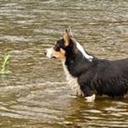 Miniature Australian Shepherds and Pembroke Welsh Corgis from Wild Stampede Aussies & Corgis