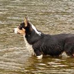 Miniature Australian Shepherds and Pembroke Welsh Corgis from Wild Stampede Aussies & Corgis