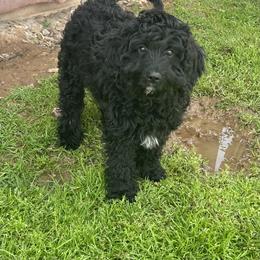 JoJo - Boy - Black and white male Cavapoo puppy in Tempe, Arizona from Springerdoodles Plus AZ