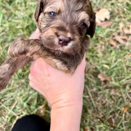 Mickey Mouse - Phantom male Goldendoodle puppy in Taylorsville, Georgia from Sweet Southern Doodles