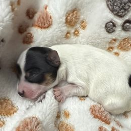 Pascal - Parti male Yorkshire Terrier puppy in Labelle, Florida from Chocolate and Parti Yorkies in Florida