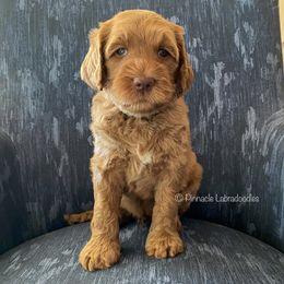 Australian Labradoodle Puppies from Pinnacle Labradoodles